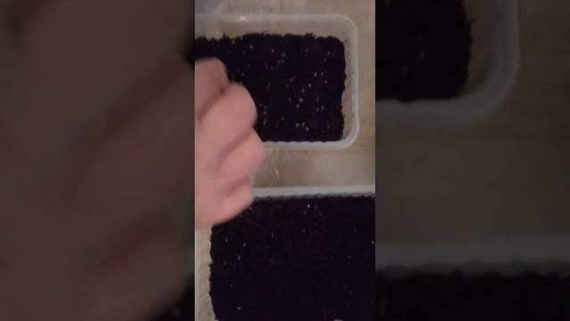 Сажаем дома укроп и салат 17.11.2018 смотреть онлайн