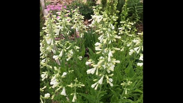 Редкие растения для сада.Парадизея лилиецветная(Paradisea