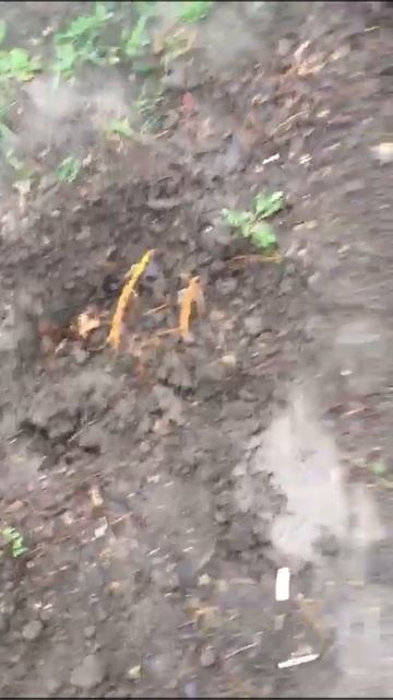 Ростовчанка пожаловалась на украденные кусты роз на у