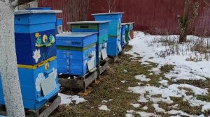 ИЗОЛЯЦИЯ МАТОК В ГОДОВОМ ЦИКЛЕ !!! Ч.3. КОГДА ВЫПУСКАТЬ М