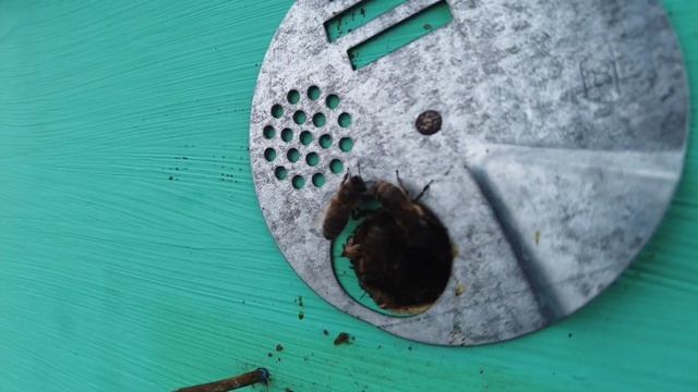 ✅Когда выставлять пчёл из зимовника?🐝 На каких сайта