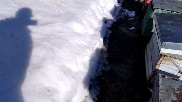 Живые пчелы Подмосковья