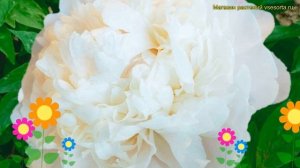 Пион молочноцветковый Мун Овер Баррингтон. Краткий об