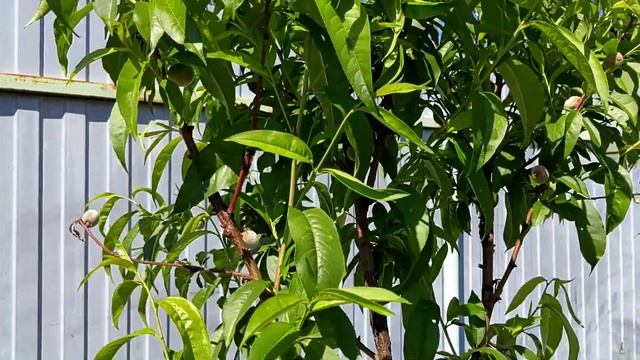 Пион разочаровал. Картошка в мешках. Лук шалот и други?