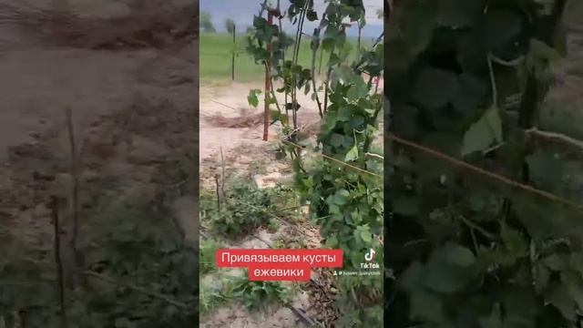Как мы вещали кусты ежевики на шпалеры #ежевика#шпалер смотреть онлайн