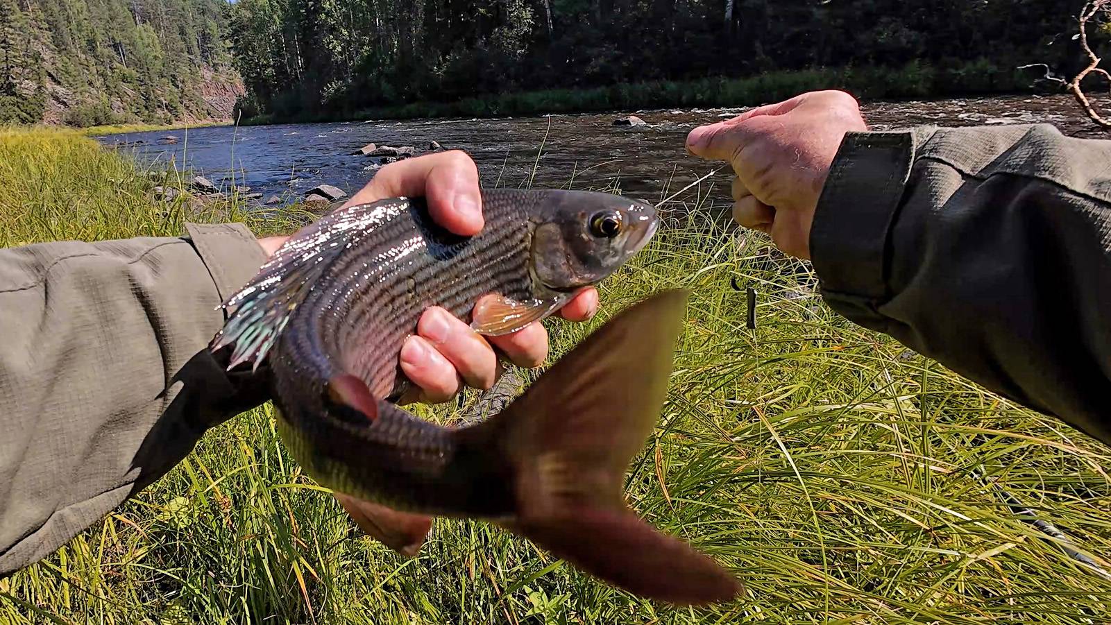 Крупный хариус по мутной воде/Пробил колесо/Встретил подписчиков/Летняя рыбалка на хариуса смотреть онлайн