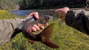Крупный хариус по мутной воде/Пробил колесо/Встретил подписчиков/Летняя рыбалка на хариуса