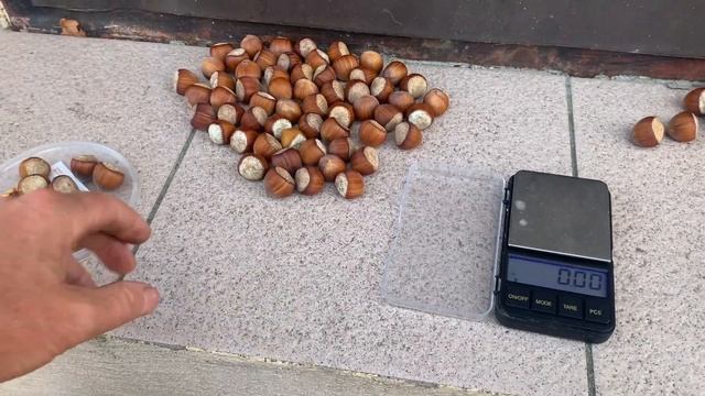 Фундук сорт Шедевр. Урожай 2023 с пятилетнего штамба