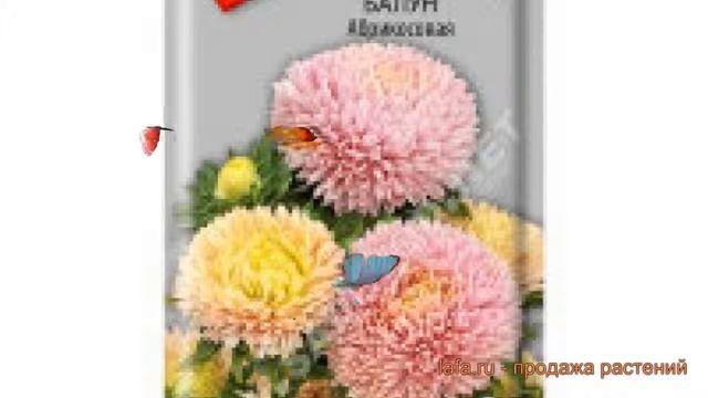 Астра обыкновенный Абрикосовая (abrikosovaya) 🌿 обзор: как ?