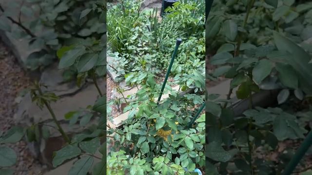 Новые клематисы для сада🌺🌿🌺🌿🌺