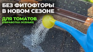 ТОМАТЫ без фитофторы в новом сезоне! Чем и как обработать осенью