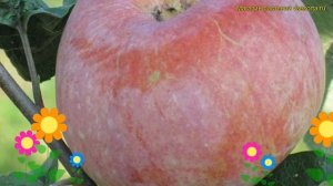 Яблоня сортовая Шампанское. Краткий обзор, описание х?