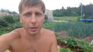 Крупноплодная клубника в Сибири (Чамора Туруси)