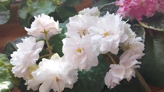 Фиалки ( сенполии) .Собираюсь на выставку в Ярославль. смотреть онлайн