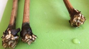 Проращивание черенков винограда. Образование каллуса