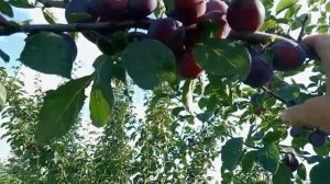 Обзор сорта сливы "Чачакская ранняя"