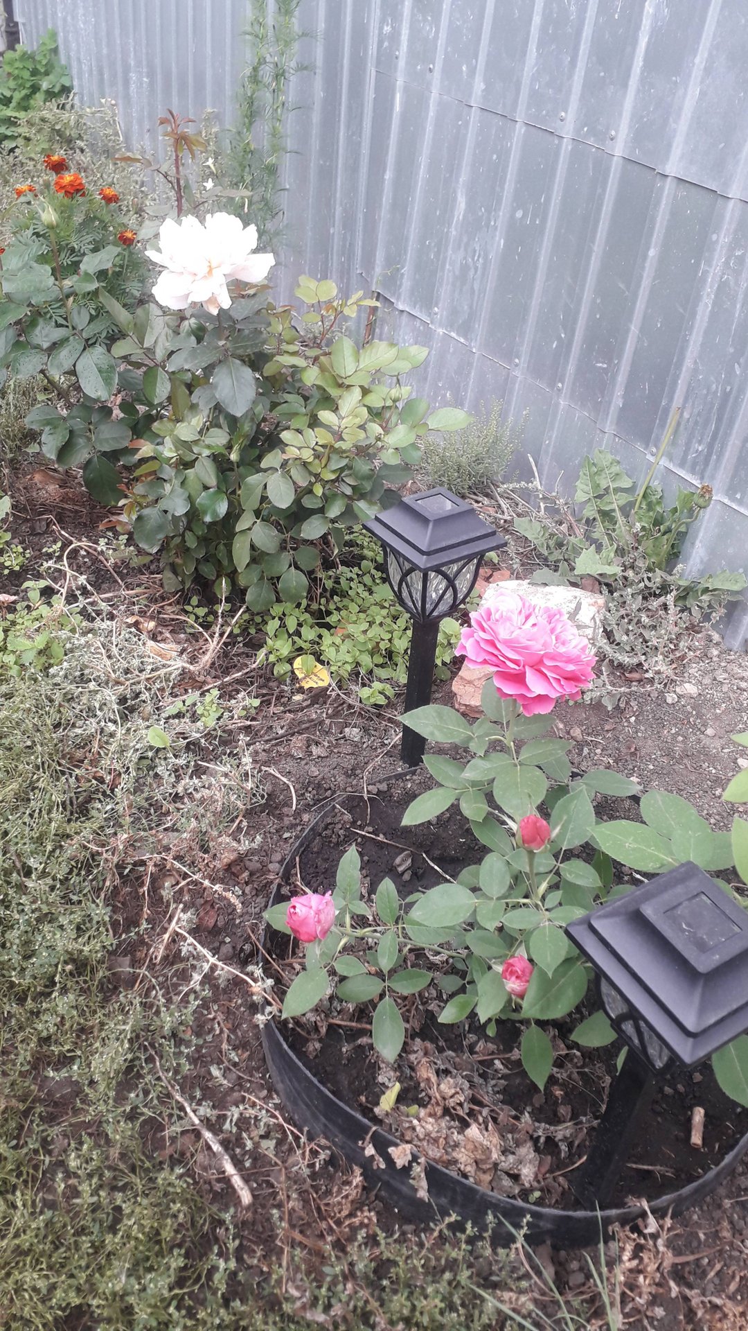 Розы 2025 года. Старинная бурбонская роза Поль Нейрон, чайно-гибридная роза Александр Пушкин.