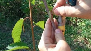 28 июля 2025 г.прививка черешни  летом.