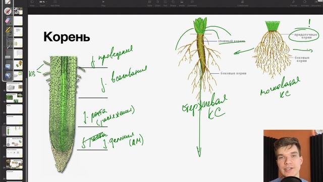 7.25. Строение корня и типы корневой системы | Ботаника