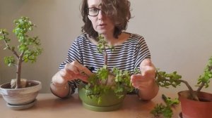 Обрезка и формирование портулакарий в стиле бонсай. Т?