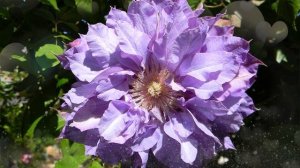 Клематис Вивьен Пеннел (Vyvyan Pennell) Обзор