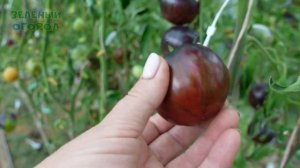 Томат БИФШТЕКС МАРШИ. Обзор сортов ТОМАТОВ!