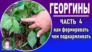 Выращивание георгин . ЧАСТЬ 4  - как формировать георгины и чем подкармливать