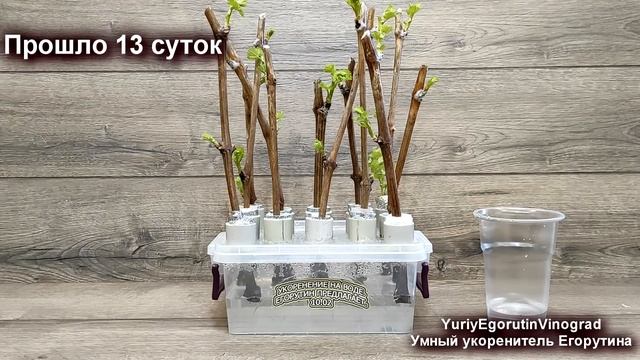 🍇 Такого укоренения ЧЕРЕНКОВ ВИНОГРАДА я еще НЕ ВИДЕ?