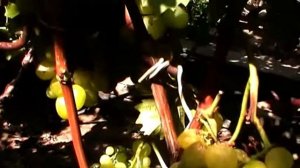 Сорт винограда "Арни" - сезон 2018