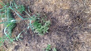 Часть 2 #Умный #гениальный #ленивый #огород. Без перекоп