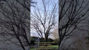 Как обрезать ЧЕРЕШНЮ старую, запущенную? Запомни 5 ПРА?