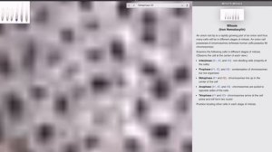 Подготовка к ЕГЭ по биологии. Митоз в корне лука - обзо?