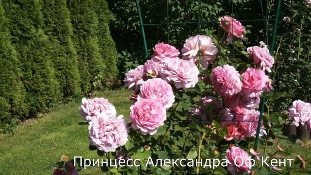 Краткий обзор розы Принцесс Александра Оф Кент (Англи? смотреть онлайн