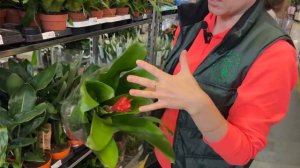 Большой обзор поставки комнатных растений в Гринвилл?