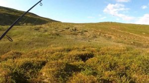 АРКТИЧЕСКИЙ ГОЛЕЦ И КУМЖА. ТУНДРА КОЛЬСКОГО ПОЛУОСТРОВА. ЧАСТЬ 2.