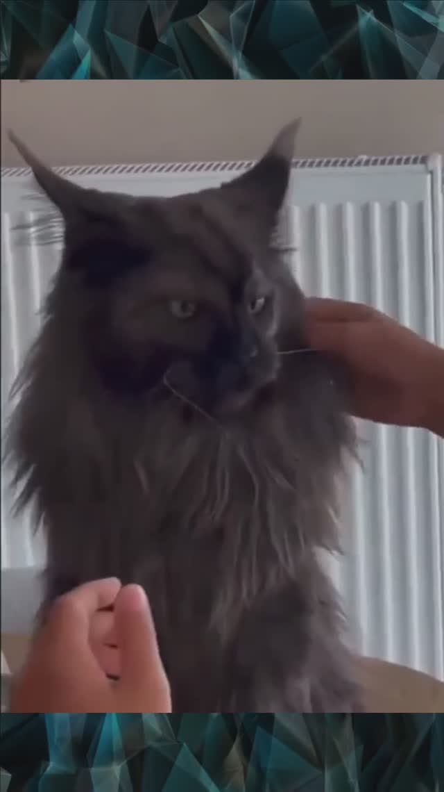 Брутальный кот смотреть онлайн