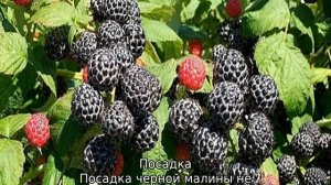 Черная малина