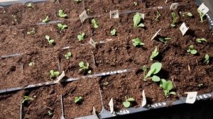 Пикировка петунии. Как пересадить петунию. Как стричь