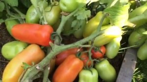 Томат Жиголо