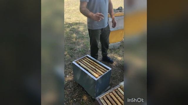 Карника это удивительные пчёлы