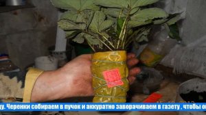 Укоренение черенков роз методом «буррито»