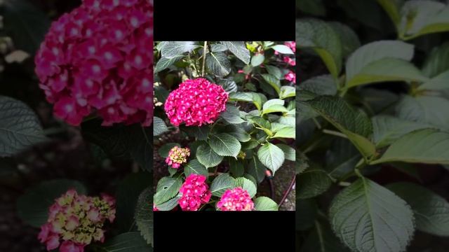 Hydrangea самые красивые сорта гортензии крупнолистной . С