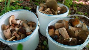 Поход за Грибами! Грибалка 2025. Много Грибов!