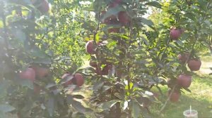 Яблоня Рэд Чиф/Red Chief