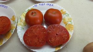 ТОМАТ "ЧУДО САДА". №48. ДЕГУСТАЦИЯ. Ольга Чернова.