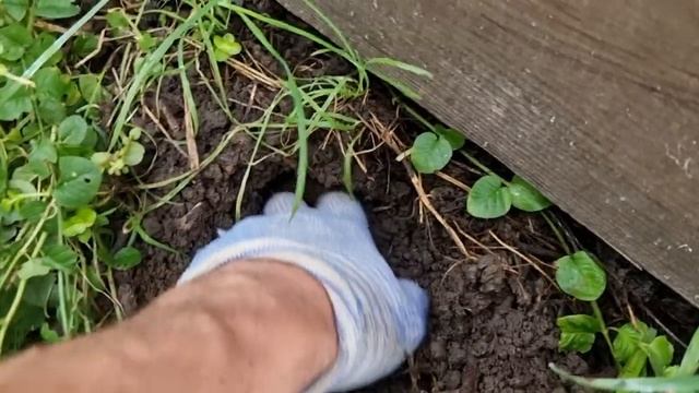 Как поймать крота. Самый действенный способ смотреть онлайн