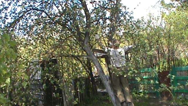 Реанимирую старую яблоню. ч.1.