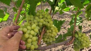 Кишмиш СТОЛЕТИЕ, ЛУЧИЯ, РАССВЕТ - безсемянный американ