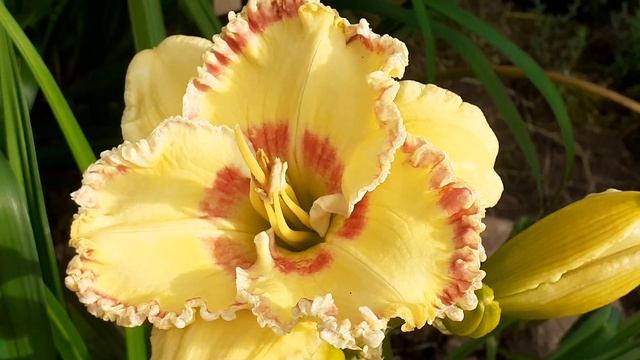 Лилейник SOFT CONTRAST смотреть онлайн