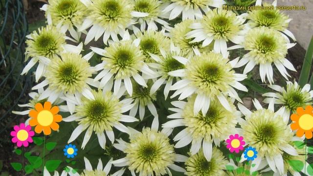 Эхинацея пурпурная Мерижие. Краткий обзор, описание х?